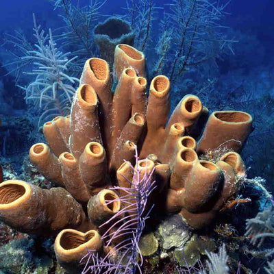 Close-up of brown tube-shaped coral on a blue underwater background